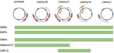 Targeting latent viral infection in EBV-associated lymphomas